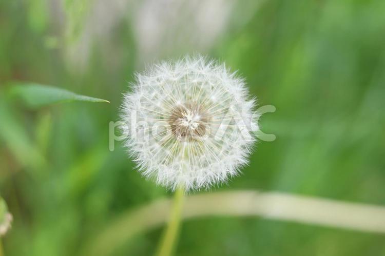 たんぽぽの綿毛 たんぽぽ,タンポポ,綿毛の写真素材