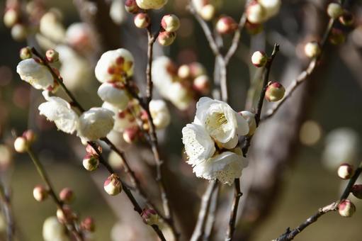 Plum (Tamabotan), JPG Plum (Tamabotan), JPG
