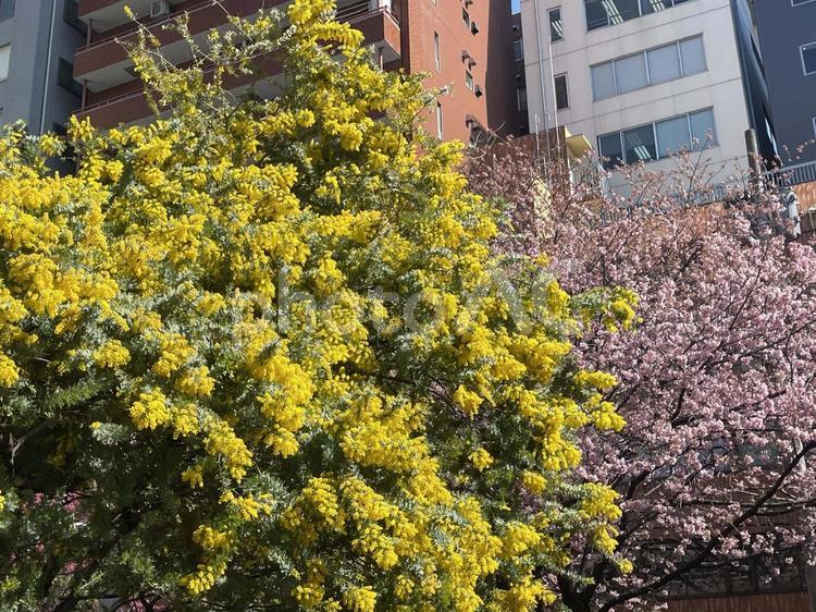 春の花　ミモザと桜 自然,風景,景色の写真素材