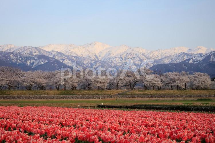 朝日舟川桜三重奏 朝日舟川桜三重奏,桜,チューリップの写真素材