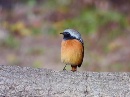 コンクリート柵の上のジョウビタキ3 鳥,ジョウビタキ,野鳥の写真素材