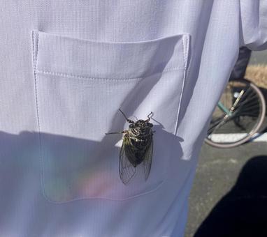 ワイシャツに夏がとまった ワイシャツに夏がとまった 蝉,セミ,夏の写真素材