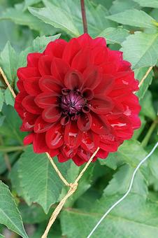 宝塚ダリア園秋　ダリア772　ルージュ 宝塚市,宝塚ダリア園,ダリアの写真素材