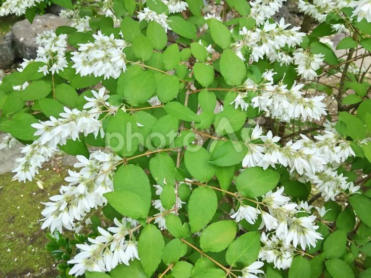 純白の小さな花を咲かせるヒメウツギ 花,ヒメウツギ,白色の写真素材