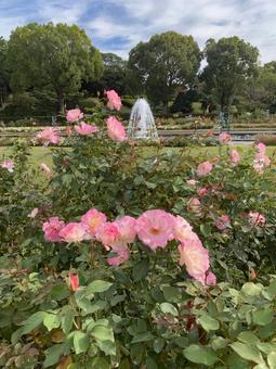 バラ 花 離宮公園 薔薇,園芸,ガーデニングの写真素材