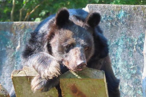 ツキノワグマ ツキノワグマ ツキノワグマ,熊,クマの写真素材