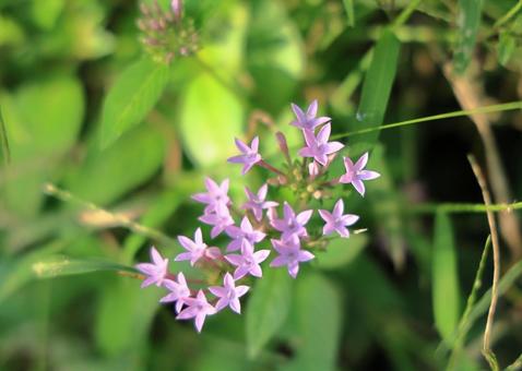 ペンタス(クササンタンカ)の薄紫色の花 ペンタス(クササンタンカ)の薄紫色の花の写真