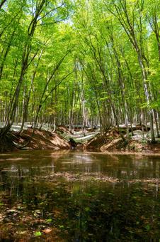 250429十日町市松之山美人林の写真
