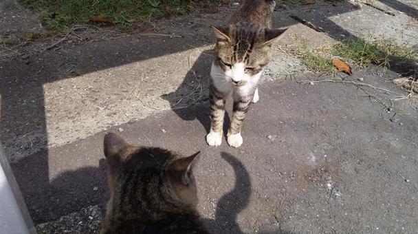 猫-7 猫-7の写真