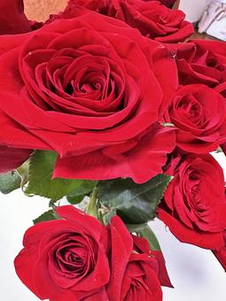 Bright Red Rose, JPG Bright Red Rose, JPG