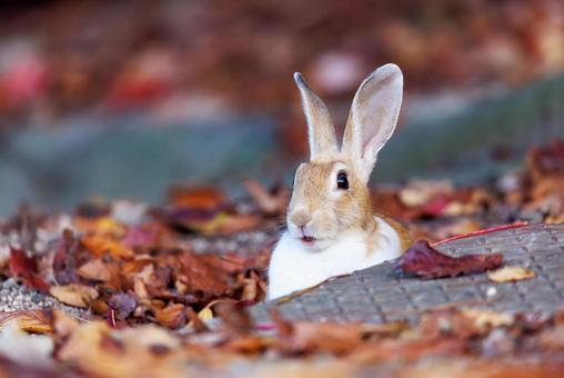The rabbits of Okunoshima, JPG The rabbits of Okunoshima, JPG