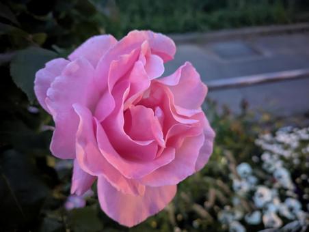 rose, JPG