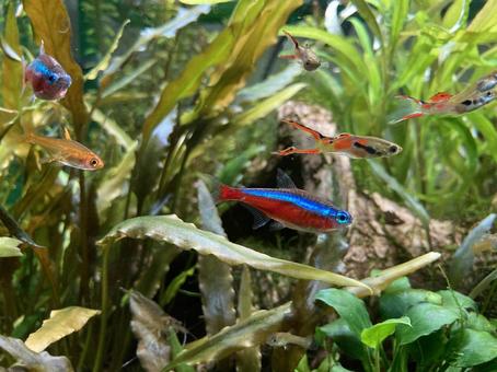 水草水槽 水草水槽 熱帯魚,ネオンテトラ,水草水槽の写真素材