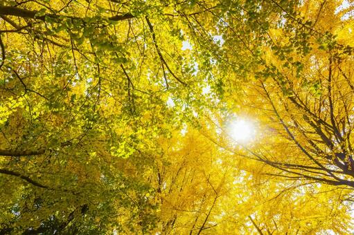 黄葉したイチョウの梢 イチョウ,銀杏,黄葉の写真素材