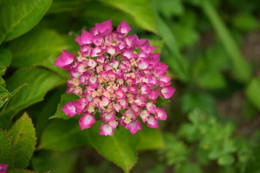 Hydrangea (Parisienne), JPG