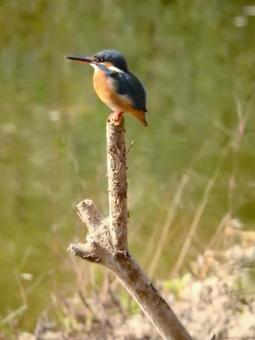 池に立てた枯れ枝にとまるカワセミ　縦画面 カワセミ,鳥,鳥類の写真素材