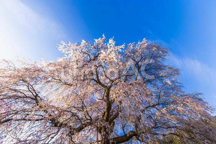 奈良県宇陀市　満開の又兵衛桜 又兵衛桜,桜,サクラの写真素材