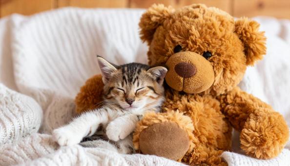 クマのぬいぐるみと一緒に眠る子猫 クマのぬいぐるみと一緒に眠る子猫の写真