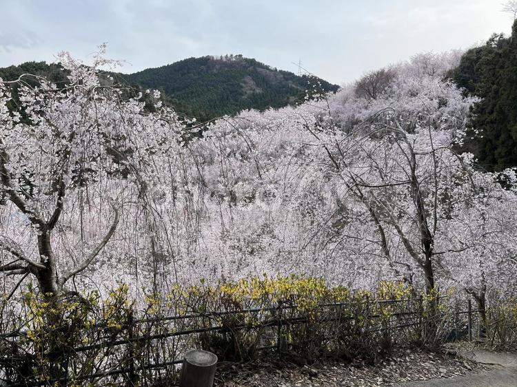 しだれ桜とレンギョウ ゆうかの里,桜,しだれ桜の写真素材