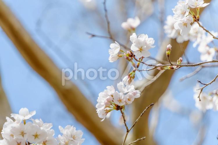 満開の桜と柔らかな春の陽射し 桜,白,花の写真素材