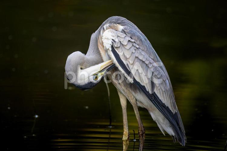 羽をいじるアオサギ サギ,アオサギ,野鳥の写真素材