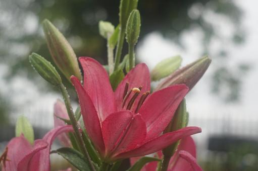 Photo, lily, spring, rain, 