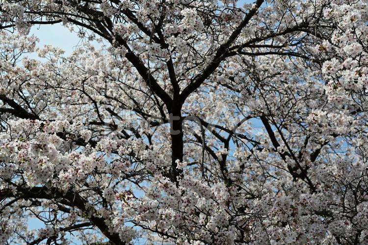 青空と桜17 桜,春,光の写真素材