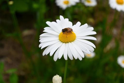 デージーと蜂さん デージーと蜂さん デージー,蜂,虫の写真素材