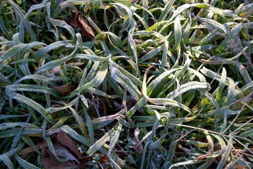 霜がついた草 霜,冬,自然の写真素材