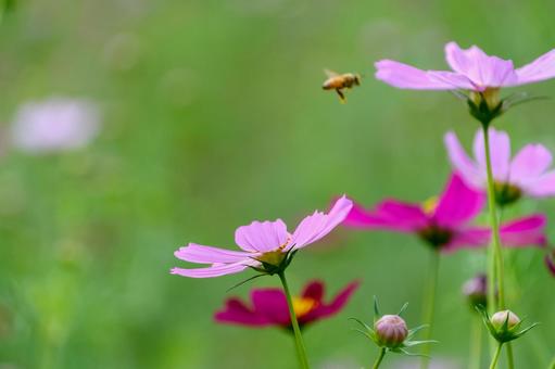 蜜を求めて飛ぶミツバチとコスモス 蜜を求めて飛ぶミツバチとコスモス コスモス,ミツバチ,花の写真素材