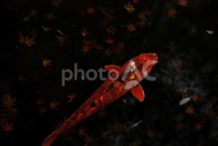 生き物　魚　錦鯉 生き物,魚,錦鯉の写真素材