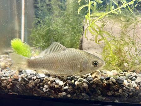 水槽でリラックスしているギンブナの幼魚 水槽でリラックスしているギンブナの幼魚 ギンブナ,幼魚,水槽の写真素材