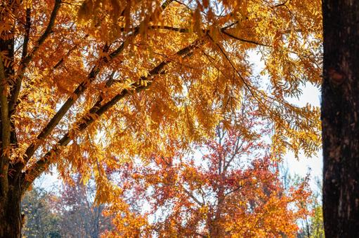 オレンジと赤が重なる木々の風景 紅葉,秋,景色の写真素材