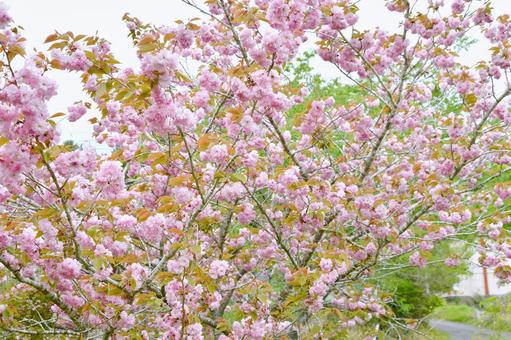 紅色の八重桜　関山 桜,関山,八重桜の写真素材