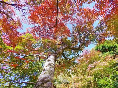 綺麗なもみじの紅葉 紅葉,もみじ,もみじの木の写真素材