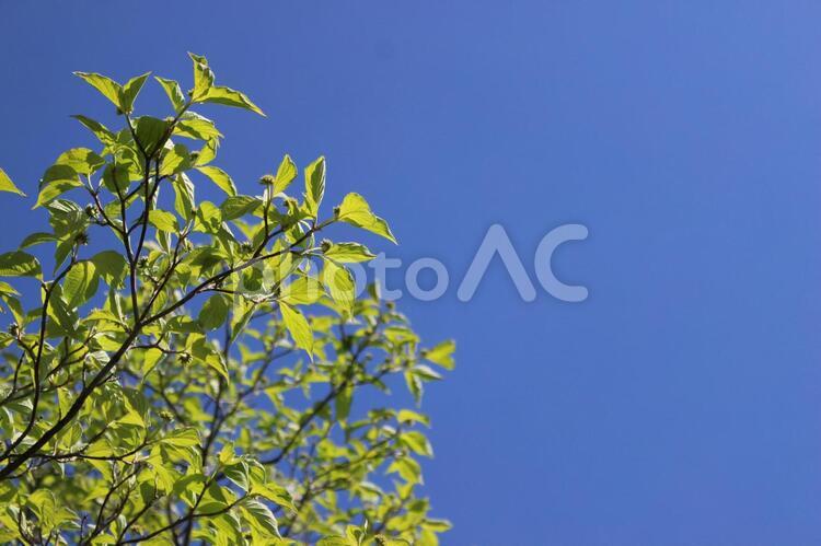 空と木 青葉,若葉,青空の写真素材