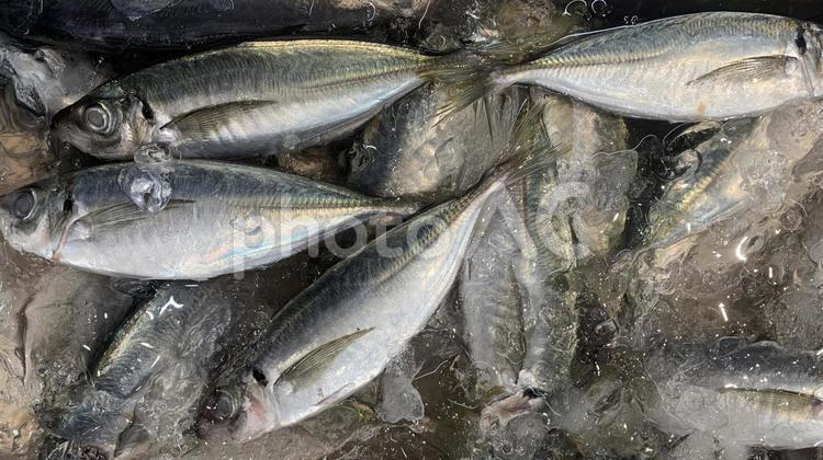 魚屋の風景　氷漬けのアジ アジ,シマアジ,鯵の写真素材