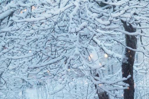 北欧 雪化粧した木々 雪,大雪,雪化粧の写真素材