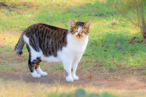 猫 猫 地域猫,外猫,動物の写真素材