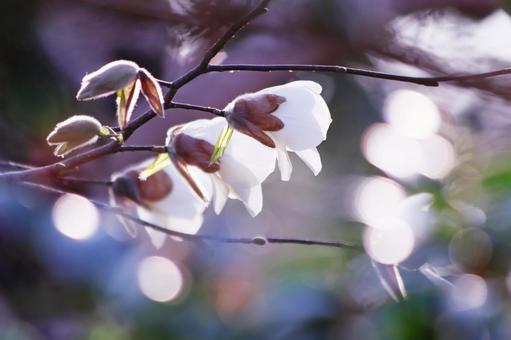 春の訪れを告げるハクモクレンの白い花 花,木蓮,ハクモクレンの写真素材