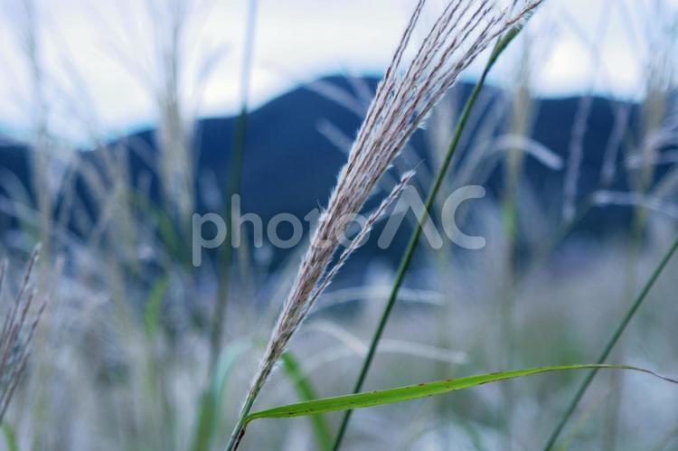 箱根　仙石原　すすき すすき,箱根,仙石原の写真素材