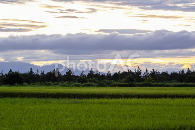 夕暮れの田んぼ 稲穂,稲,夕方の写真素材