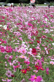 コスモス畑の写真