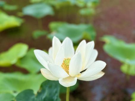 Photo, flower, summer, lotus, 