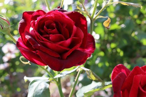 バラ園にて赤い薔薇を撮りました 花,薔薇,自然の写真素材