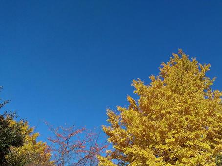 黄色のイチョウと秋の青空 イチョウ,秋空,青空の写真素材