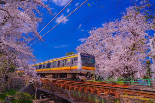 桜並木を渡る南武線（宿河原） 桜,サクラ,春の写真素材
