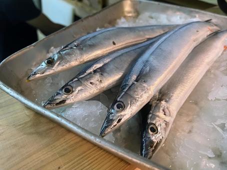 秋刀魚 秋刀魚 秋刀魚,鮮魚,魚の写真素材