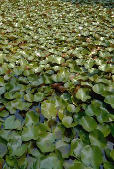 water lily leaves, JPG