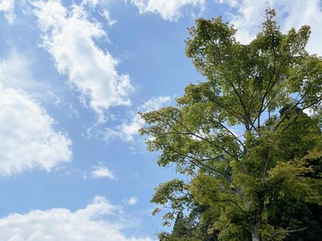 夏の青空と木々 夏の青空と木々の写真